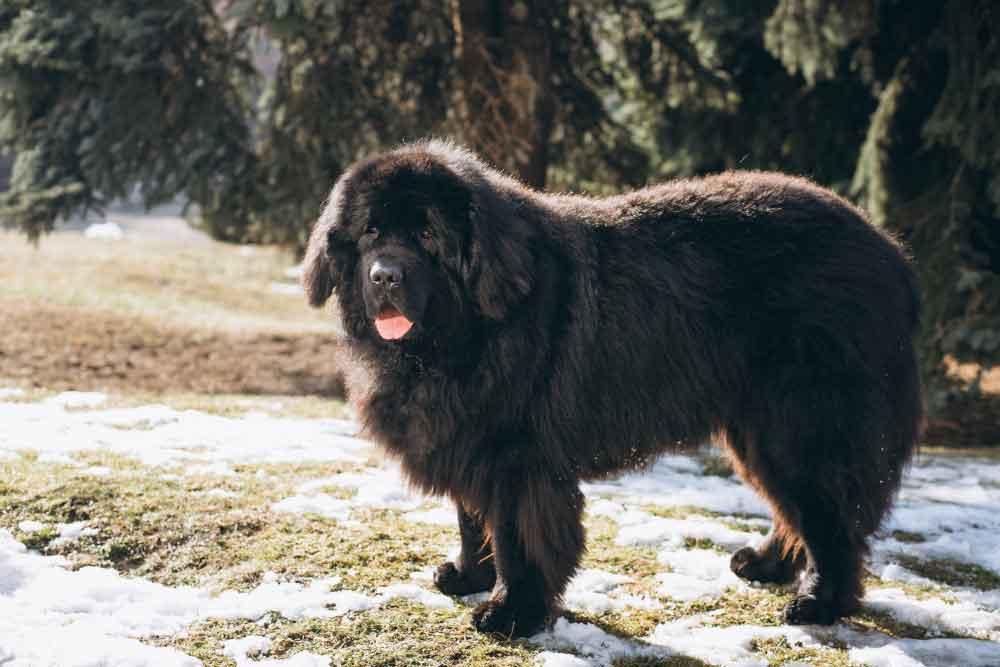 نیو فاندلند (Newfoundland)